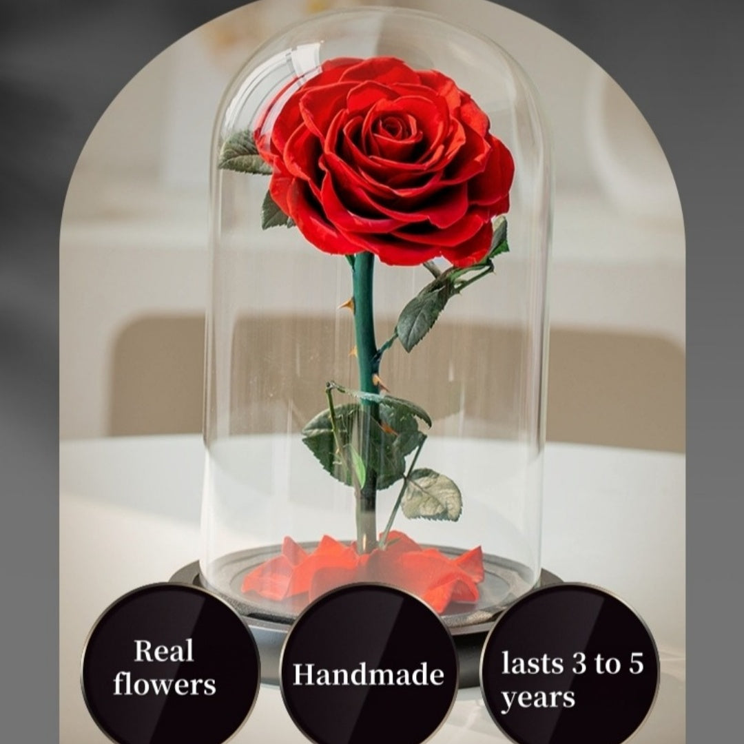 Magical Preserved Rose in Dome – Symbol of Timeless Love