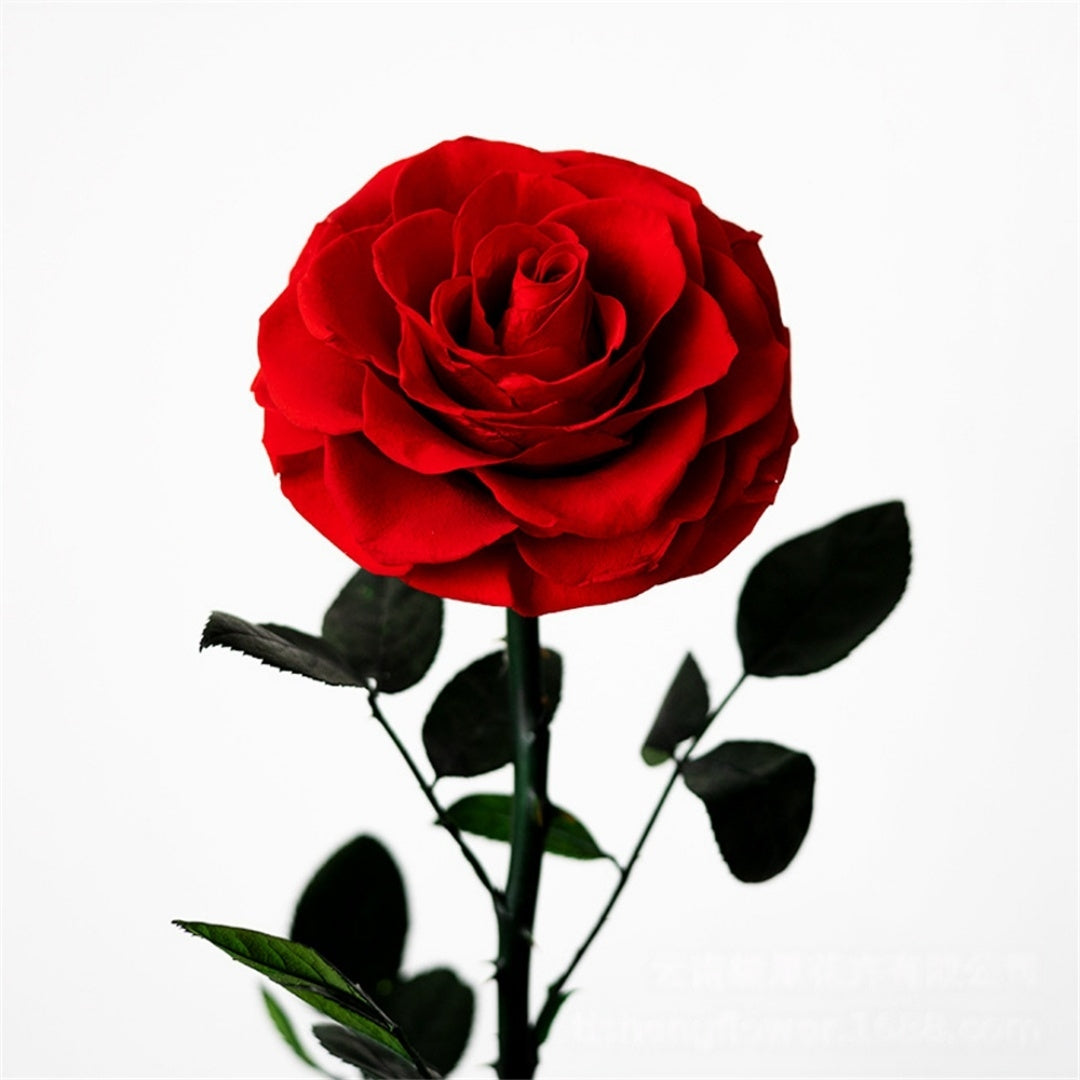 Magical Preserved Rose in Dome – Symbol of Timeless Love