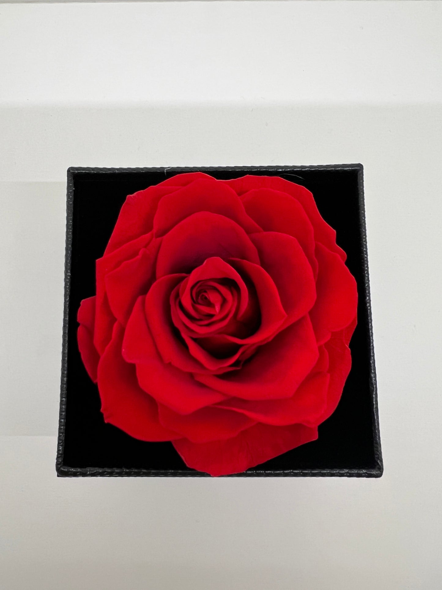 Ecuadorian Eternal Rose Jewelry Box – “Best Wishes” Edition
